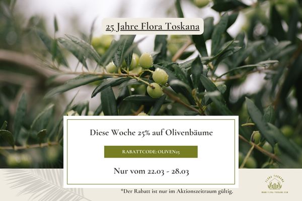 25 Jahr Flora Toskana - 25 % Rabatt auf Oliven